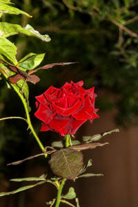 flower-2-1779042610.png